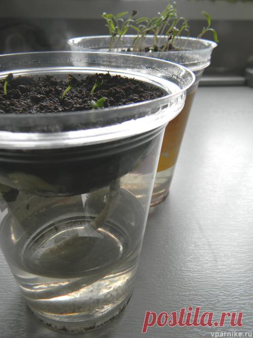 Выращивание рассады без полива. Автоувлажнение | Vparnike.ru