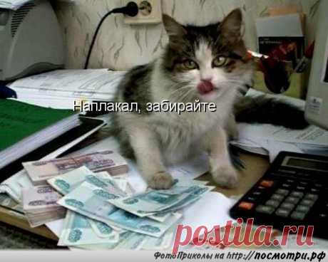 - Коты и кошки ツ