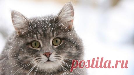 История про одного Кота и верность