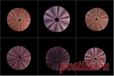 z   морской еж