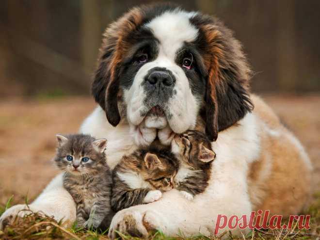 Собака с котятами скачать фото обои для рабочего стола