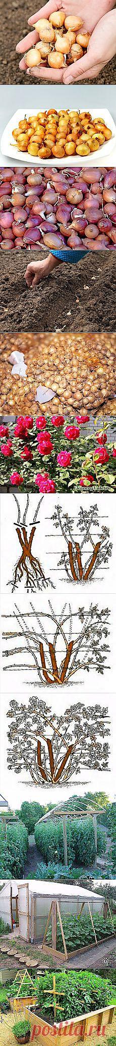 Мадонна с виноградом.. Обсуждение на... и другие материалы. Новое в Вашей подборке на Постила.ru - hyanhe@mail.ru - Почта Mail.Ru