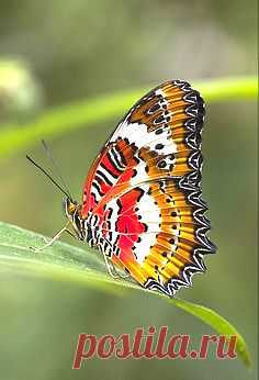 бабочка