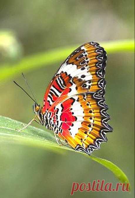 бабочка