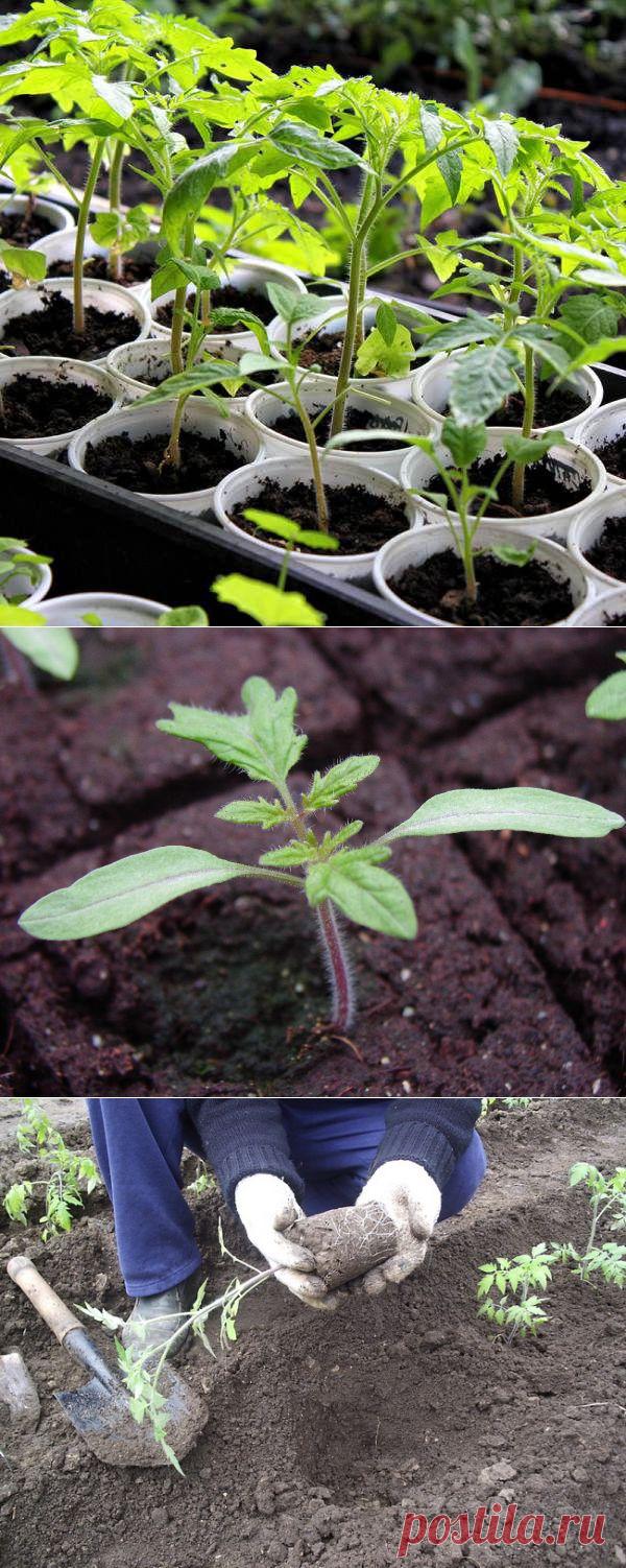 Когда пересаживать помидоры? Оптимальные сроки и полезные советы - Женский журнал LadySpecial.ru : специально для женщин