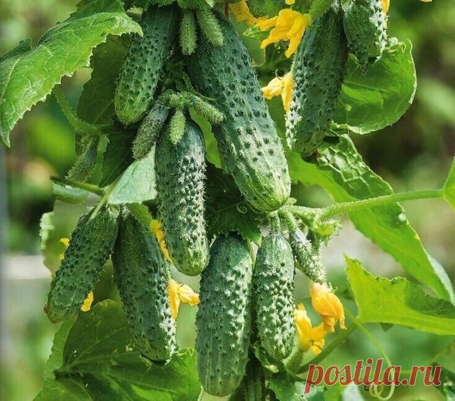 Чтобы получить богатый урожай огурчиков, нужно их регулярно подкармливать! Для этого отлично подойдет хлебная закваска. Приготовить ее просто! Наполните ведро на 2/3 нарезанными корочками черного хлеба, залейте водой и придавите чем-нибудь тяжелым. Иначе корки будут всплывать, когда хлеб начнет закисать. Поставьте ведро в теплое место на неделю. Такие подкормки можно проводить раз в неделю Полученную закваску разбавляю водой 1:3 и поливаю огурчики под корень - по 0,5 литра...