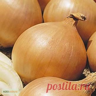 Опыт выращивания лука из семян за один сезон &#8212; 6 соток