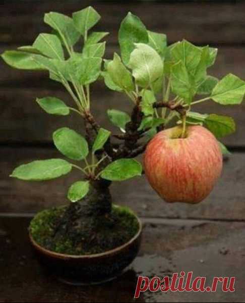 Funny Pics {24.06.2014} (56 photos) - Xaxor