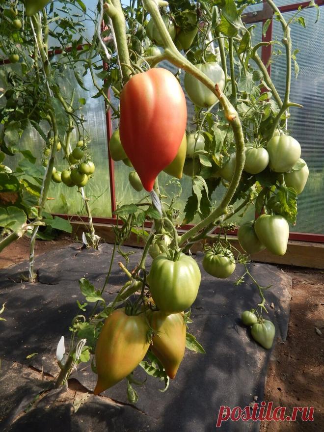 Пять высокоурожайных и вкусных сортов томатов в моей теплице. | Цветочная душа | Яндекс Дзен