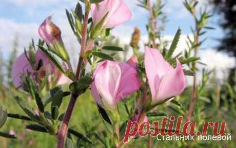 Лунный календарь для растений на ноябрь 2015 год.