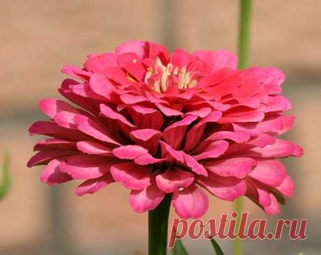 Цветы | Фотографии сергей ефременко | 9668 фото