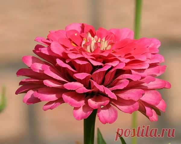 Цветы | Фотографии сергей ефременко | 9668 фото