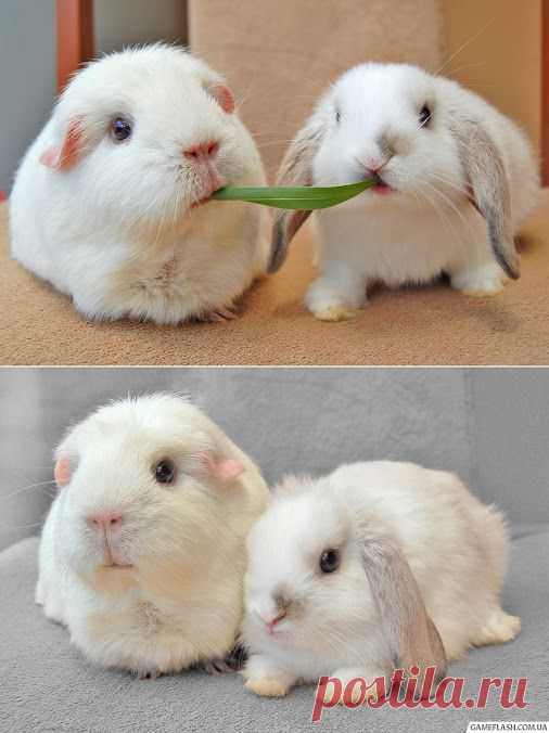 Милые питомцы #rabbit #animals #pets #cute #кролик #свинка  ﻿