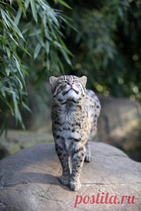 Кошка-Рыболов или Виверровый кот: 25+ фото Крапчатой, цена