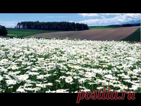 Игорь Растеряев - Ромашки — Яндекс.Видео