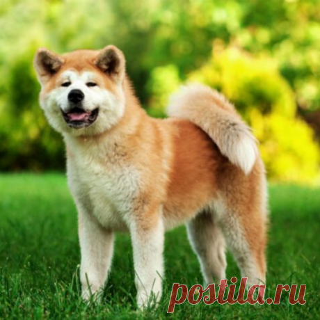 Diferenças Entre um Husky Siberiano e Akita Inu