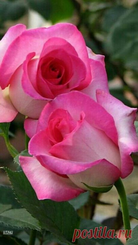 Pinterest: инструмент для поиска и хранения интересных идей