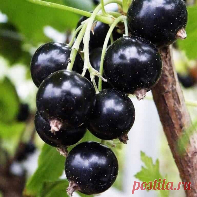 СМОРОДИНА НА ЗАВИСТЬ
 Как вырастить крупную смородину???