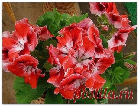 Герань - зеленый оберег! - Садоводка