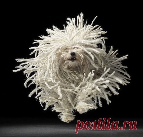 The &quot;awwwwwww!&quot; thread for all your disgustingly cute animal needs - Page 54