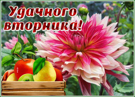 Открытка удачного вторника с великолепным цветком