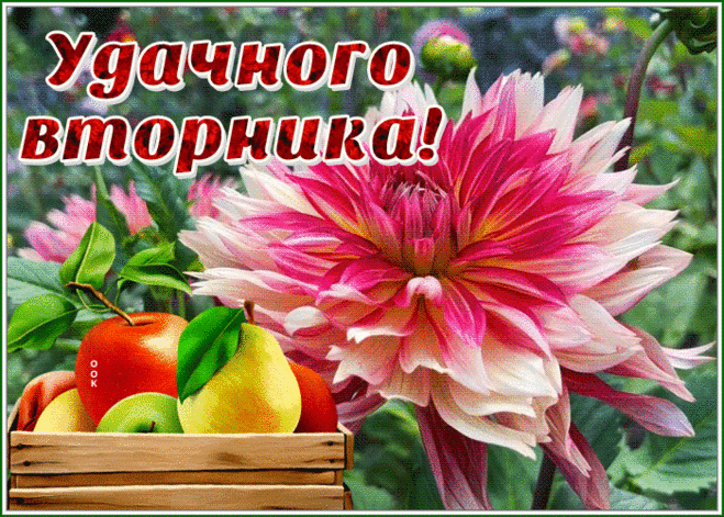 Открытка удачного вторника с великолепным цветком