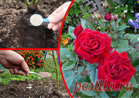 Июнь - время особого ухода за розами. Делаю так и моей клумбе завидуют соседки  Вот и пришла пора делать подкормку роз. У меня на участке высажены розы разных сортов.
Для подкормки использую органическое удобрение - перегной, разведенный водой (1:5).
Поливаю все розы под корень, стараясь не попадать на листья, а то могут загнить или появиться
тля. За лето делаю 3-4 подкормки. После подкормки обильно поливаю розы.
Кроме того, делаю внекорневую подкормку - опрыскиваю листья раствором мочевины (1…