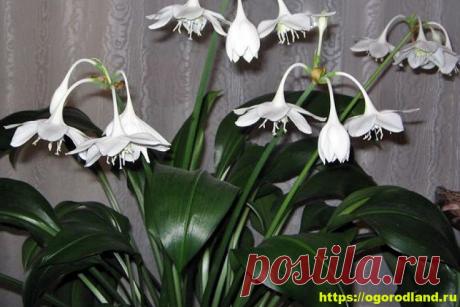 Правила выращивания эухариса в комнатных условиях