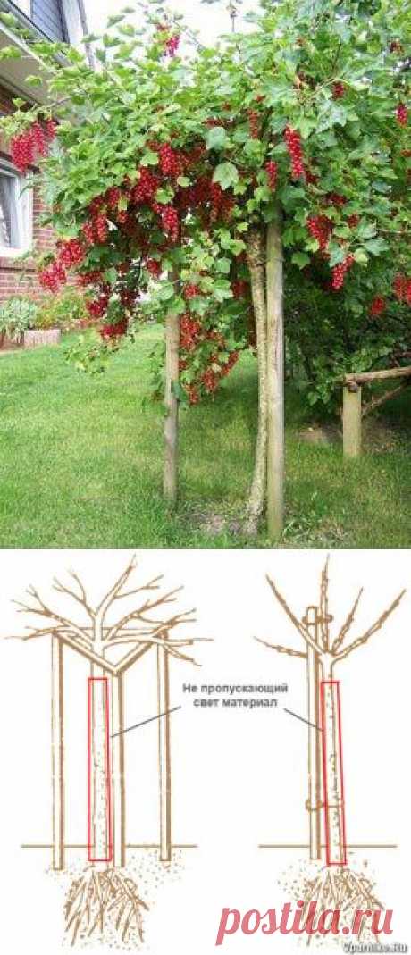 Как куст смородины преобразовать в деревце