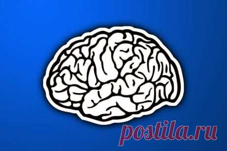 Интересные факты о мозге человека и результаты научных исследований