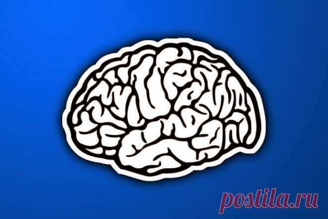 Интересные факты о мозге человека и результаты научных исследований