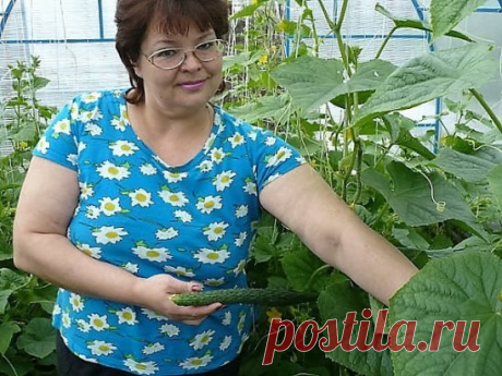 Поговорим ...... об ОГУРЦАХ !   Советы о СЕКРЕТАХ  их выращивания ...               автор : Ольга Кадникова  ( фото  автора,  советы из личного опыта )