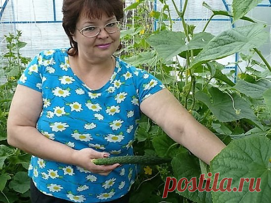 Поговорим ...... об ОГУРЦАХ !   Советы о СЕКРЕТАХ  их выращивания ...               автор : Ольга Кадникова  ( фото  автора,  советы из личного опыта )