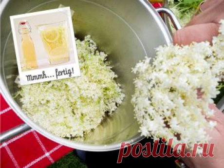 Holunderblütensirup selber machen - so geht&#039;s | LECKER Wir lieben Holunderblütensirup, denn er verfeinert Getränke, Süßspeisen und Co. Aus nur 5 Zutaten kannst du ihn ganz einfach selber machen. So geht's!