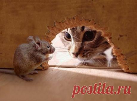 Картинки с мышкой (36 фото) ⭐ Забавник