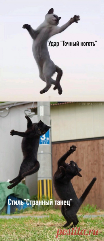 Коты ниндзя и их стили борьбы