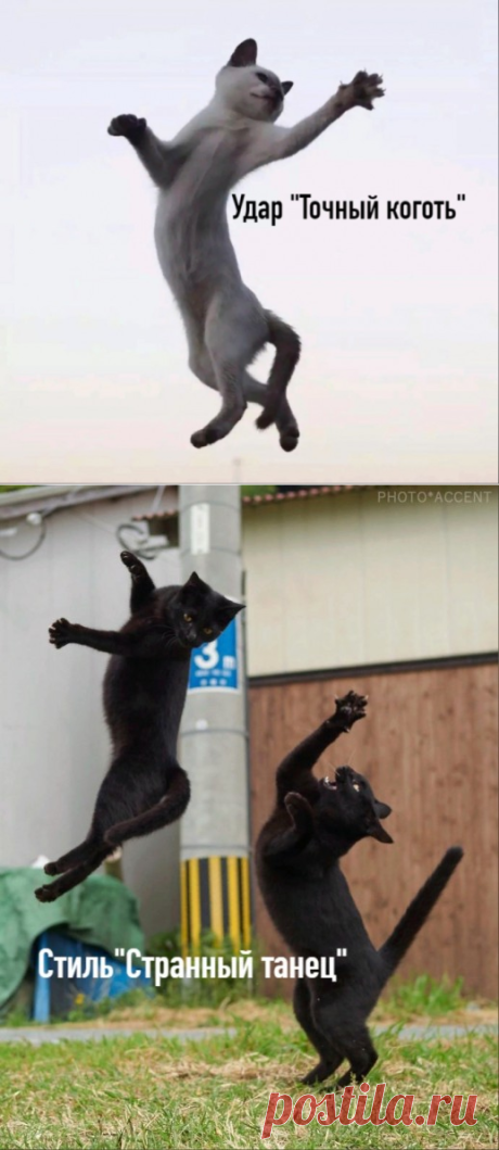 Коты ниндзя и их стили борьбы