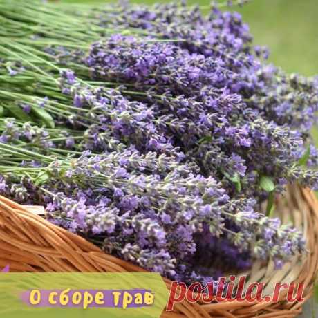 #справочник_травника

О СБОРЕ И ЗАГОТОВКЕ РАСТЕНИЙ

Сезон сбора трав в разгаре! Самое время отправиться подальше от цивилизации и запастись целебными цветочками и листочками. Вам в помощь - полезная подборка книг-определителей, а также несколько советов по заготовке наземной части растений:

 Листья деревьев и траву собирают в период цветения и сушат при хорошей вентиляции, разложив тонким слоем на бумаге или связав ветки в венички. Процесс сушки должен проходить не на све...