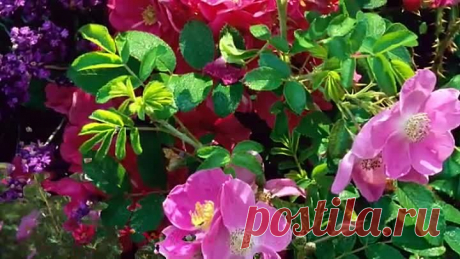 Красивая музыка и цветы для моих друзей!!! (1)