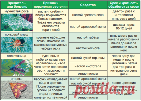 Настой чистотела от болезней помидоров