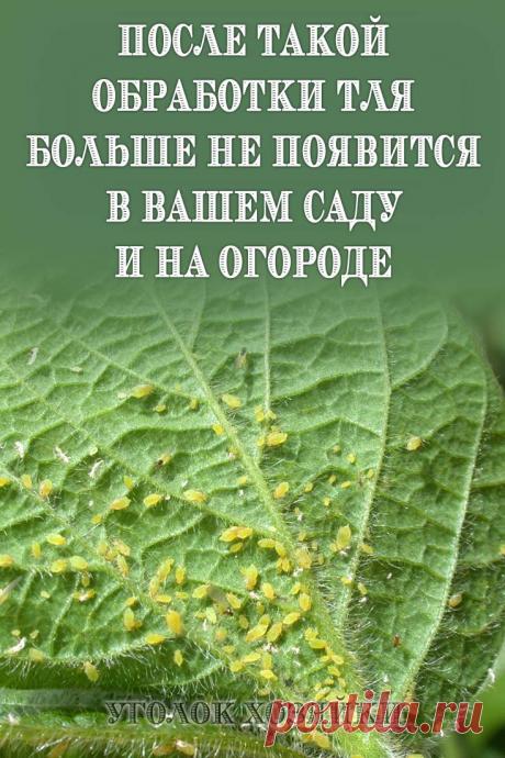Обращаем ваше внимание на то, что божья коровка — помощник в борьбе с тлей, поэтому, занимаясь истреблением тли, главное — не навредить божьей коровке. Поэтому лучше всего выбирать для борьбы с тлей не покупные химические препараты, а вещества, сделанные своими руками из безопасных для человека и полезных насекомых компонентов.