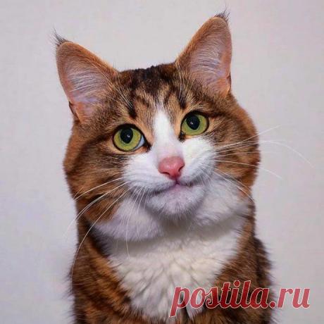 Невероятно харизматичный котейка Рекси