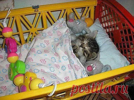 Доброй ночи!!🌙 Сладких снов!!🐱🐾