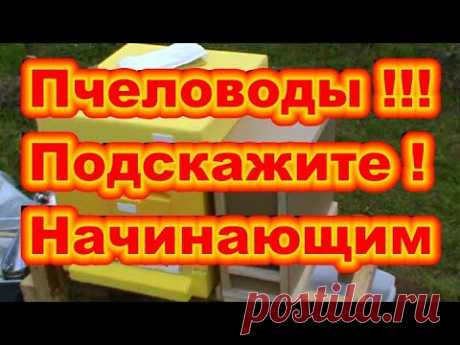 Пересадка пчело-пакетов в ульи ! Пчеловоды !!! Подскажите ! Начинающим ! - YouTube