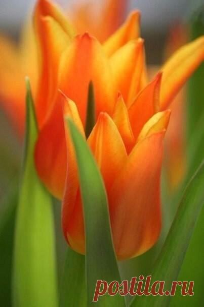 Подставляйте Солнышку ладошки, собирайте Лучики в карман,
А затем, с Любовью, понемножку, раздавайте Близким и Друзьям.....