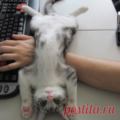 15 фото котов, чье поведение доводит хозяев до безумия - МирТесен