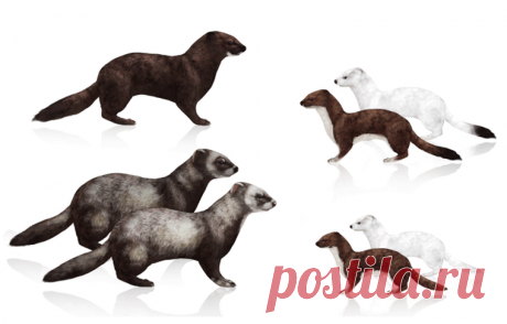 необычные домашние питомцы фретка
https://hofare.cf/index_38.php
домашний питомец фретка 
фретка как содержать в домашних условиях 
как содержать дома фретку 
домашнее животное фретка питание и уход
содержание и уход за фреткой