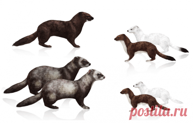 необычные домашние питомцы фретка
http://hofare.cf/index_38.php
домашний питомец фретка 
фретка как содержать в домашних условиях 
как содержать дома фретку 
домашнее животное фретка питание и уход
содержание и уход за фреткой