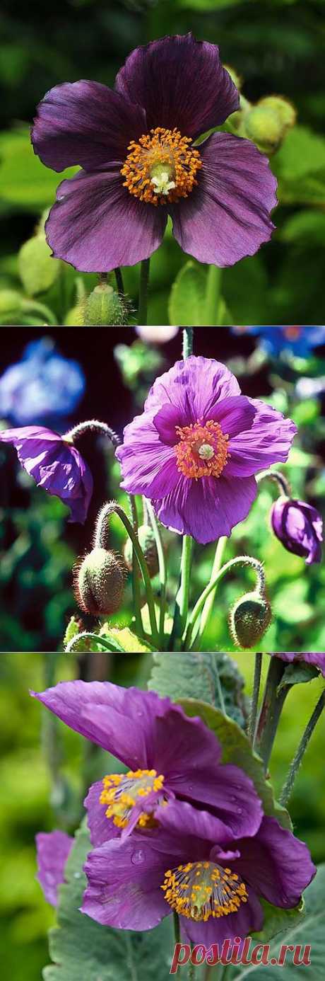 Meconopsis BETONICIFOLIA &quot;HENSOL VIOLET&quot; - Интернет-магазин - Адениум дома: от семян до растений. Выращивание и уход.
