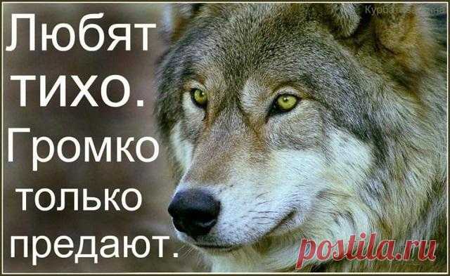 «Пацанская народная мудрость» и цитаты про волков . Тут забавно !!!